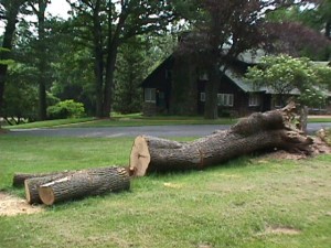 White Ash Tree fallen at Craftsman Farms